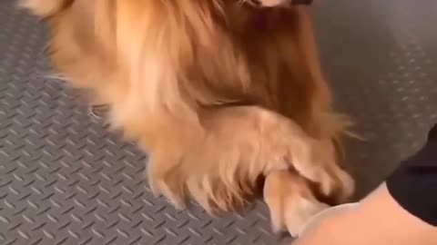 Smart dog video must watch guys❤️❤️❤️