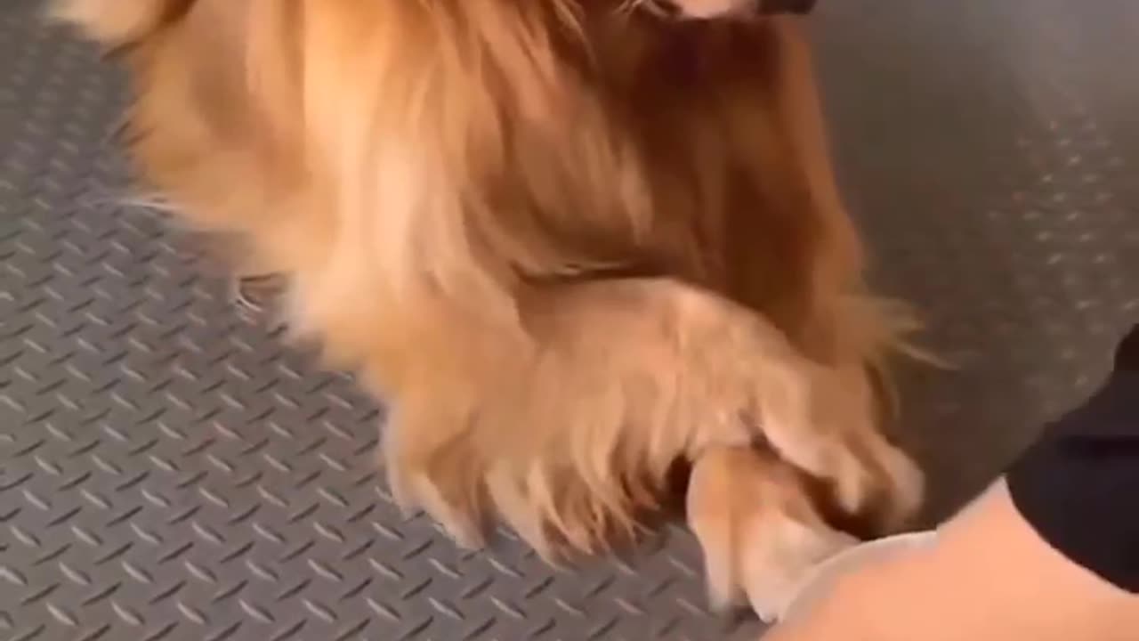 Smart dog video must watch guys❤️❤️❤️