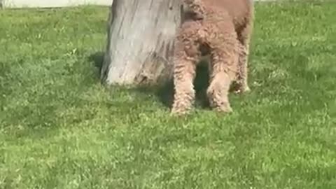 Dog vs Squirrel