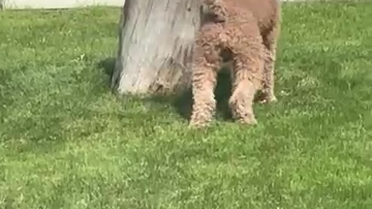 Dog vs Squirrel