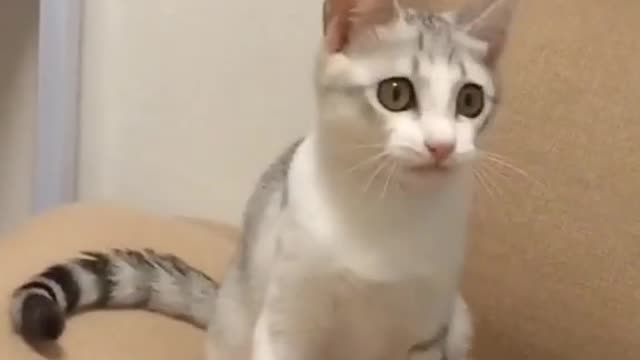 How cute a cat that can perform