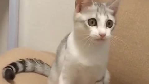 How cute a cat that can perform