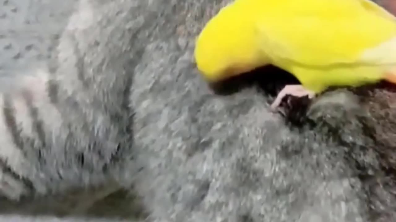 Pet Pranks A Year of Cat and Dog Hijinks on Home Camera 2023 #shorts