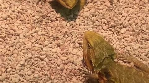 The chameleon