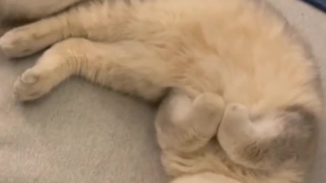 I can't do anything except play cute and eat and sleep!