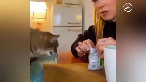 Funniest Animals New Funny Cats and Dogs Videos - Ep.25