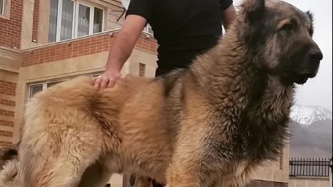 10 dog breeds that can defend you from a bear