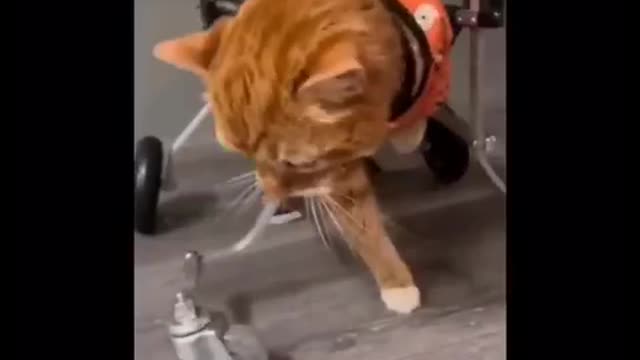Funny Animals