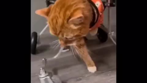 Funny Animals