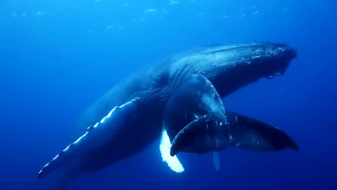 Whale-Shark's intelligent creatures.