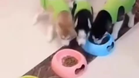 Funniest Cat And Dogs 😂 Funny Animal Videos 2022