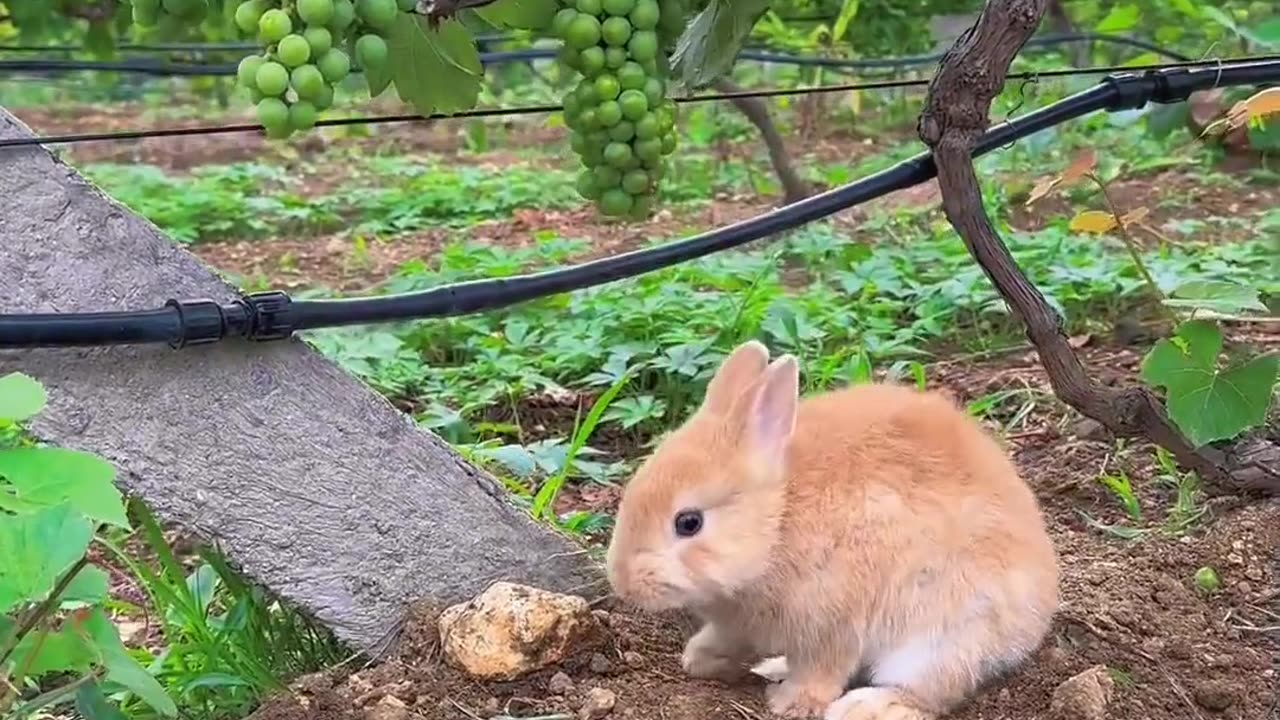 Cute rabbit eating grapes 🍇🤤🍇🤤