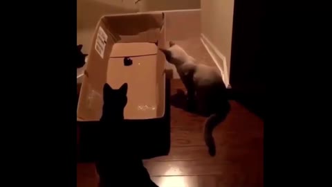 stupid cat ate the mold