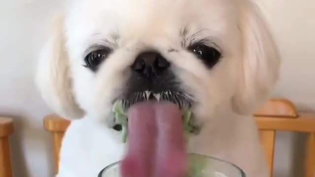 11 Fascinating Reasons People Like Pet