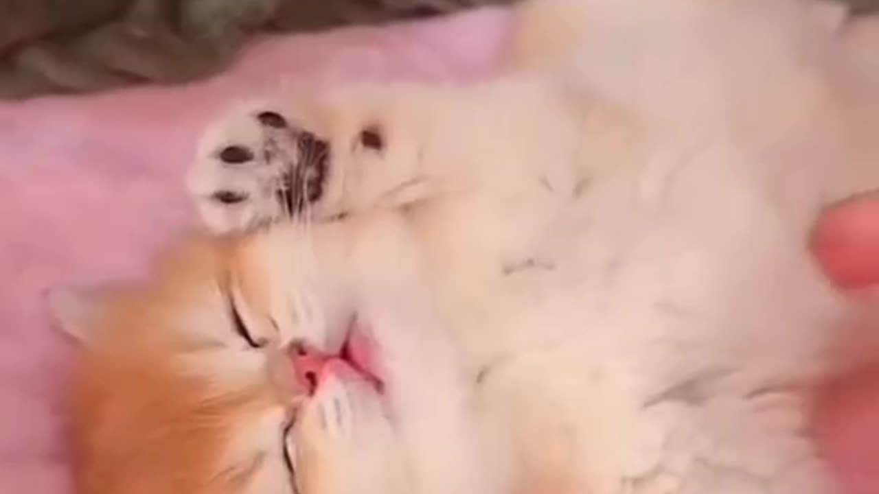 "Serene Slumber: The Timeless Beauty of a Sleeping Kitten"