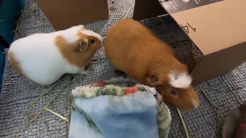 Best guinea pig noises of the wheek!