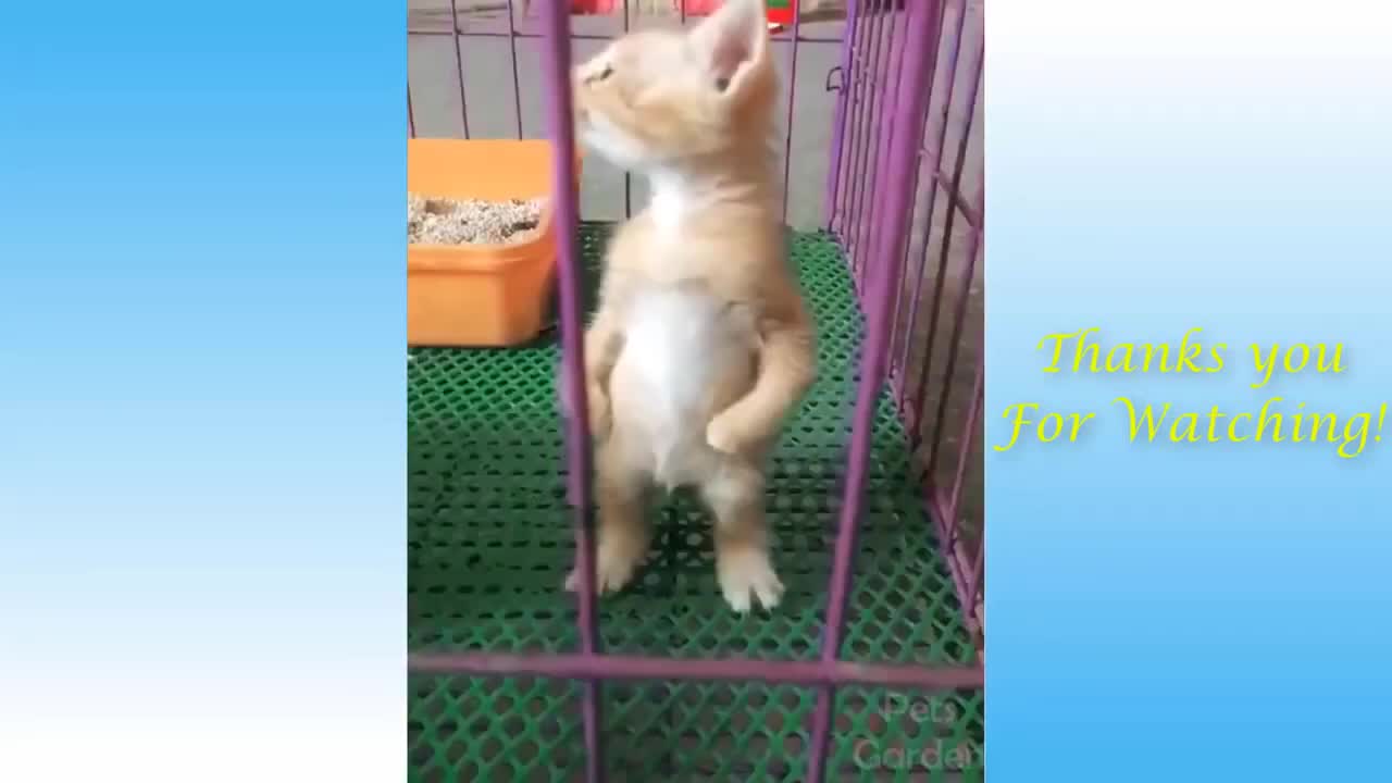 Funny videos of cats and dogs...😹😻😍