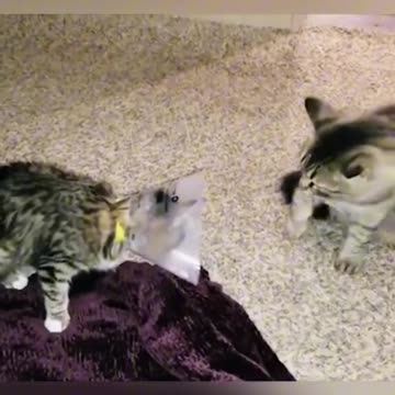 Skippity paps! Funny cat videos