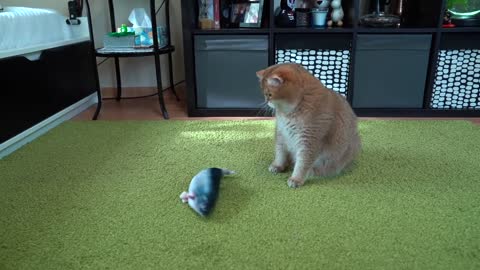 Fish, fresh fish!