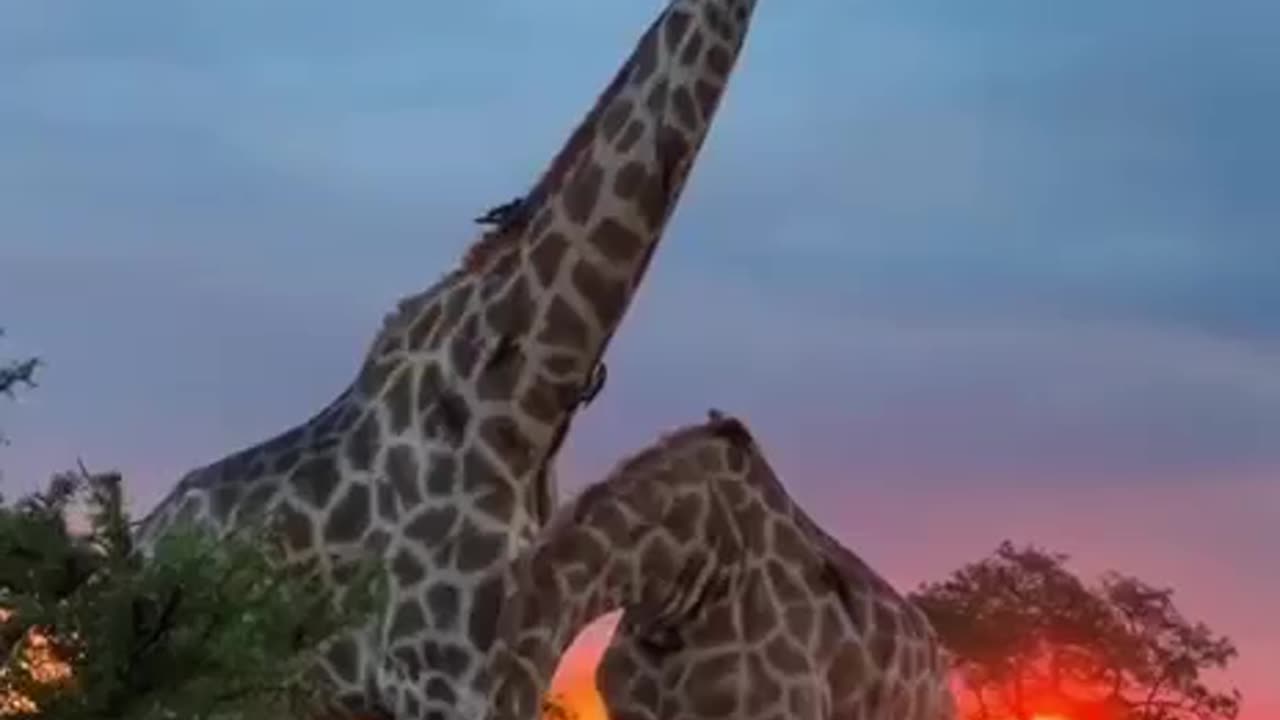 Please love All Animal's