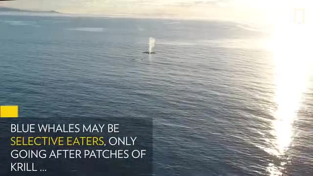 See Blue Whales Lunge For Dinner in Beautiful Drone Footage | National Geographic