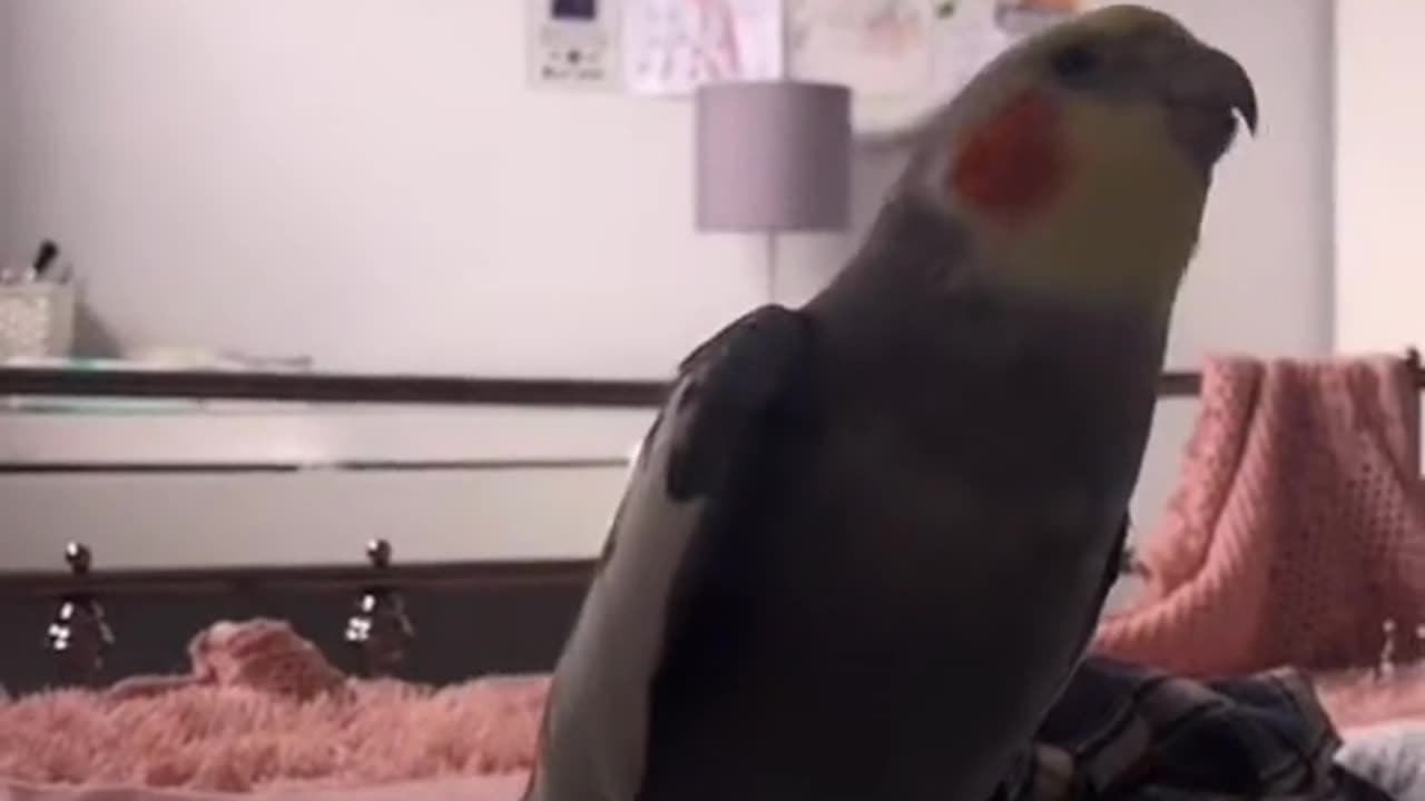 798.Kiki moments cockatiel