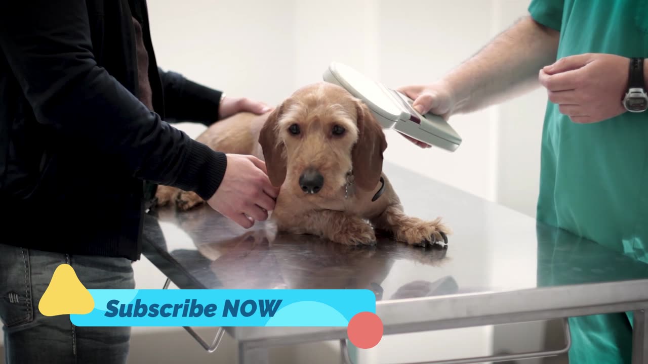 Dog Being Checked By A Veterinarian