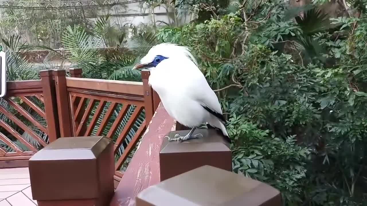 Balinese jalak [leucopsar rothschildi] is a beautiful white bird that is easily recognized.