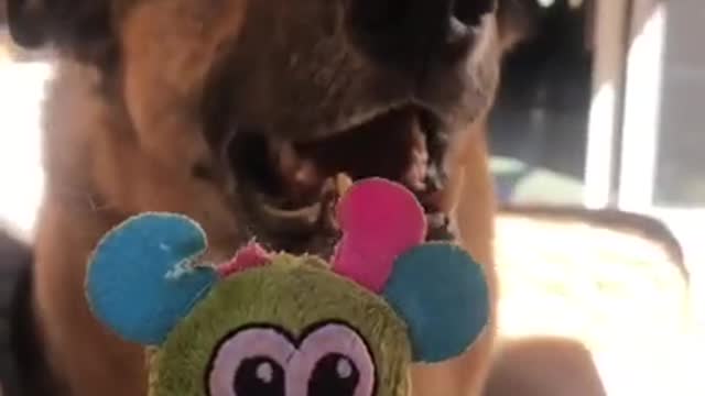 Cute Animals#609 |Funny animals Reaction 2021.