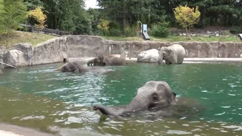 Elephants swimming in Elephant Lands