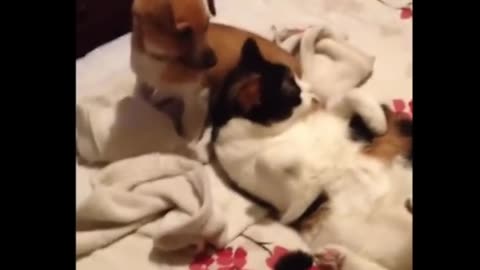 Dog and cat funny moments 🧡🧡