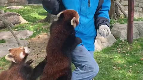 The red panda