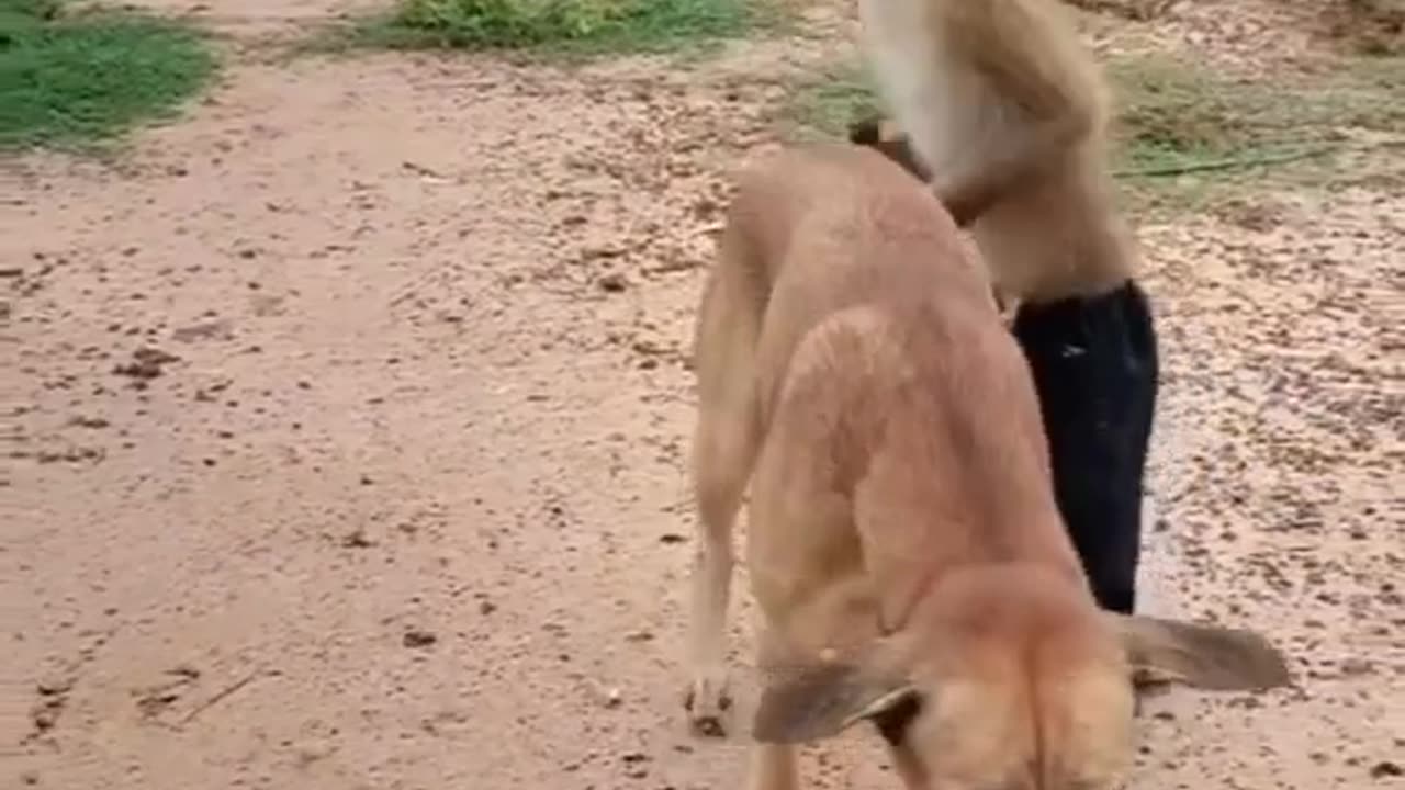 Animal funny video