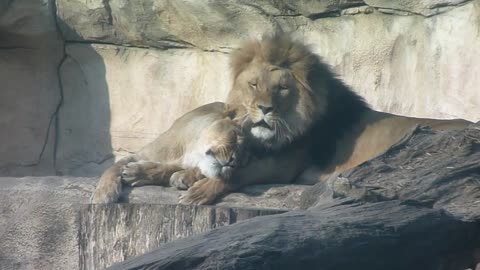 cuddling lions