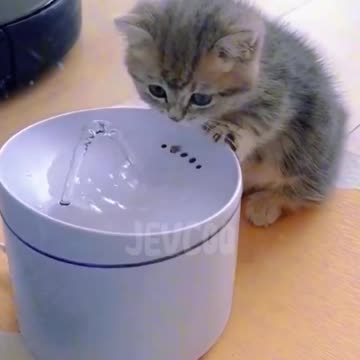 How to do ? So Cute Kitten