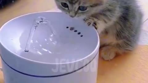 How to do ? So Cute Kitten