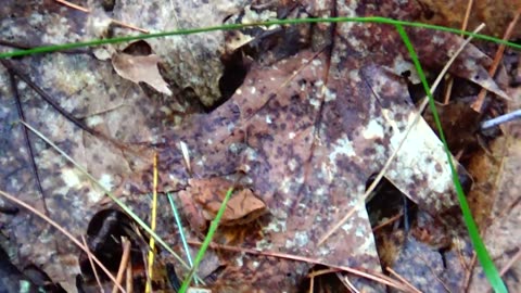 Wood Frog