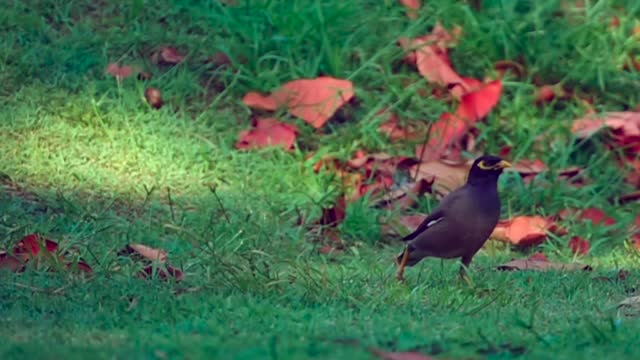 A lively black bird