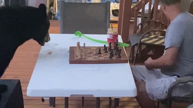 Chess Match With a Bear