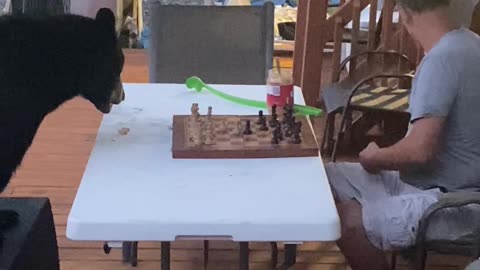 Chess Match With a Bear