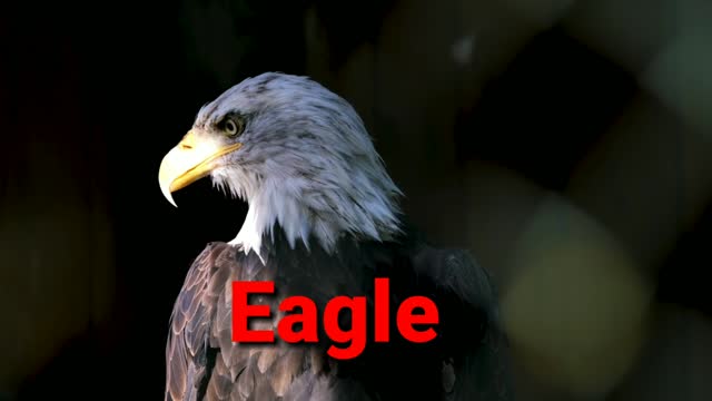 Eagle