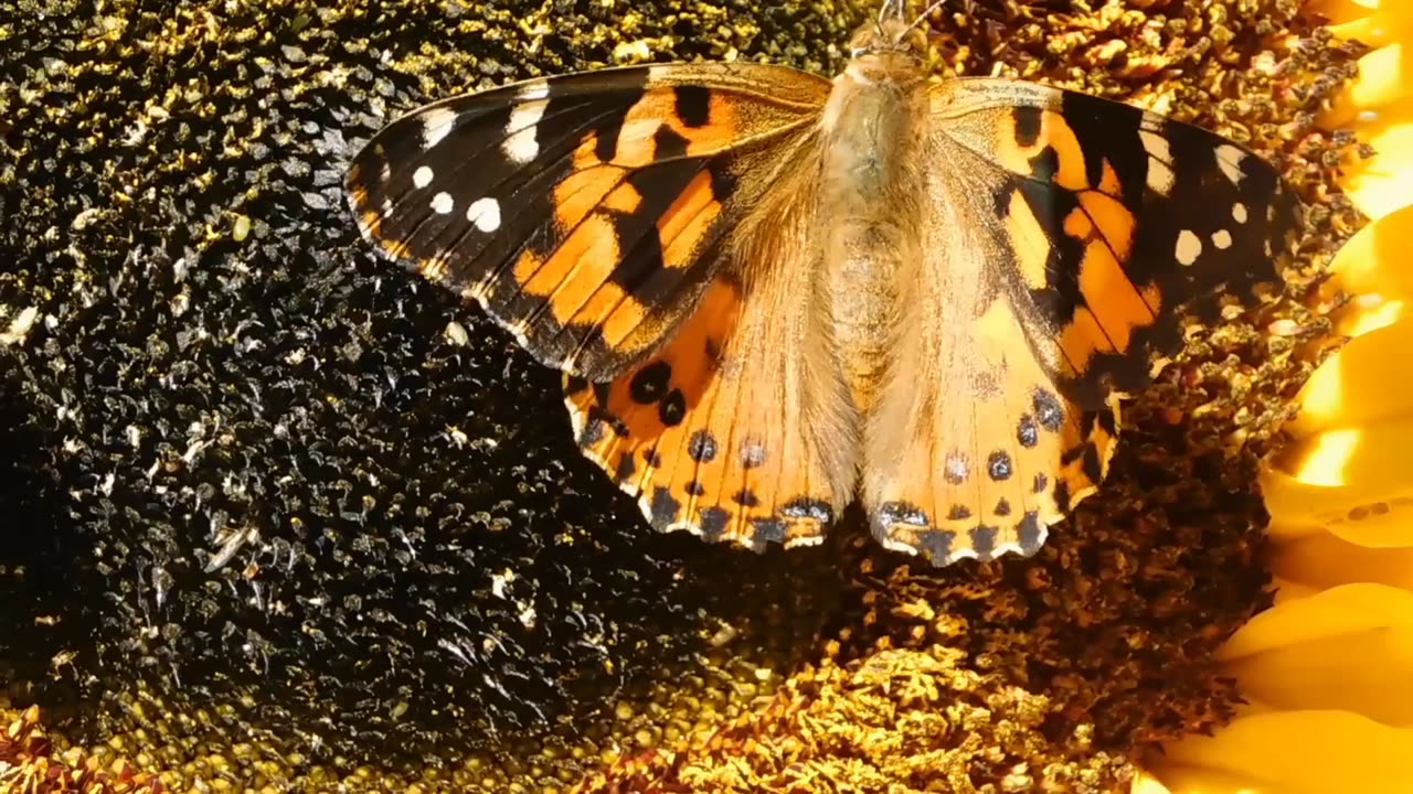 Photography with butterfly 🦋