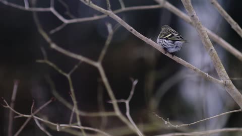 Pine siskin