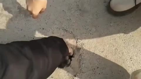 animal funny moments