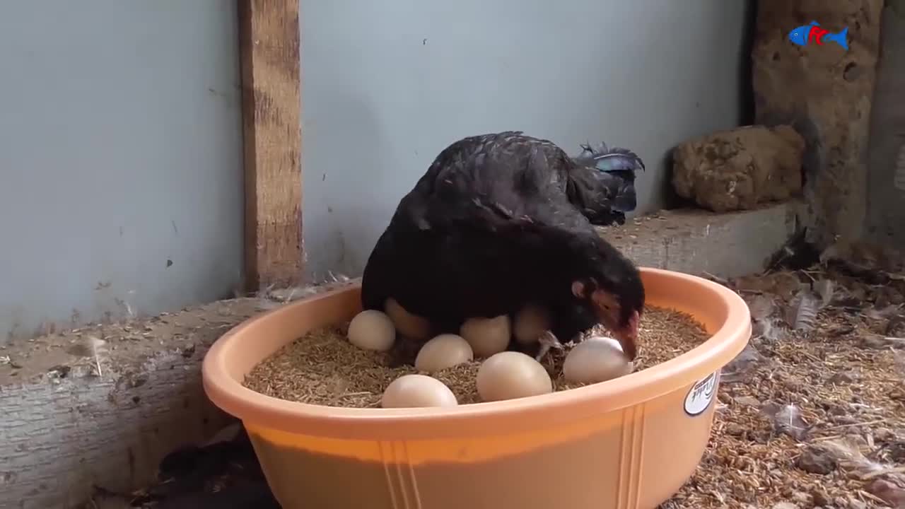 Amazing BORN "MURGI" Hatching Eggs in chaff to Chicks Born - Crazy Hen Harvesting Eggs to chiicks-15