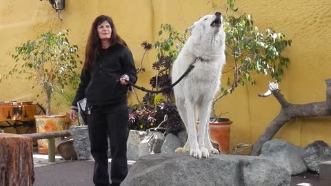 San Diego Zoo - White Arctic Wolf Howling