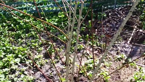 Nancy's BFBY 2-20-23