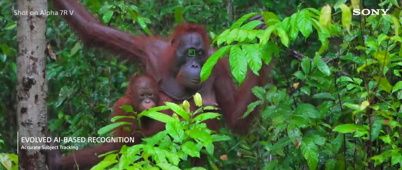 Capturing Wildlife & Insects in Borneo by Dan & Jayaprakash