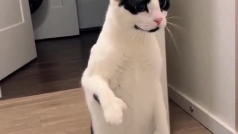 Dogs and cats