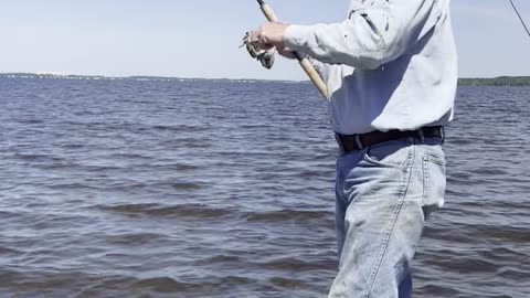 Pasquotank River stingray